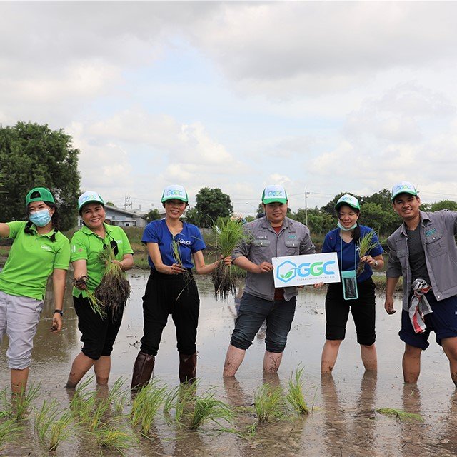 ประเพณีลงแขกดำนาชุมชนเกาะกก ประจำปี พ.ศ. 2563